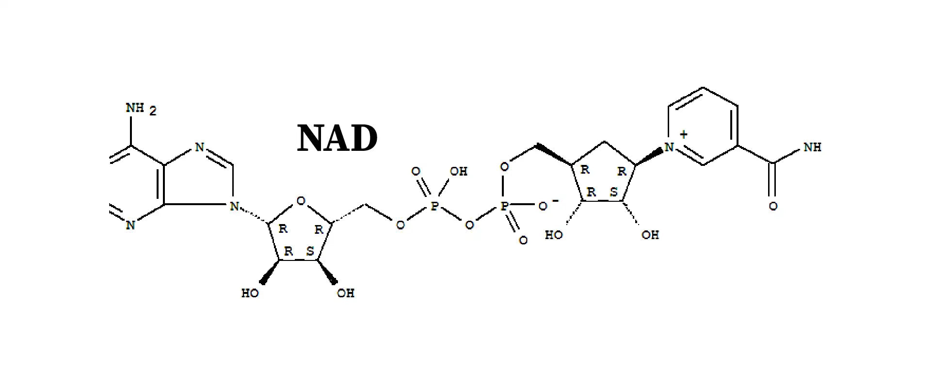 Why NAD+ Is Key to Energy, Aging, and Longevity