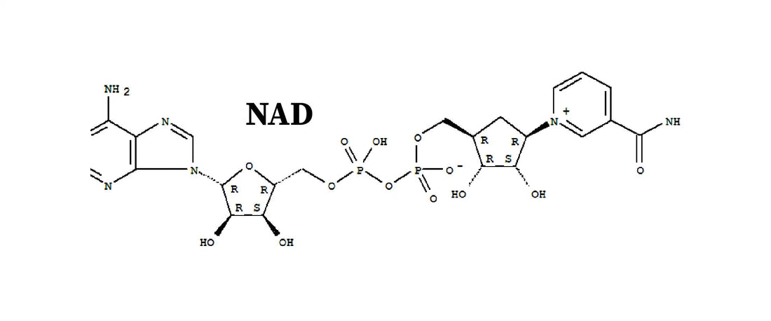 Why NAD+ Is Key to Energy, Aging, and Longevity